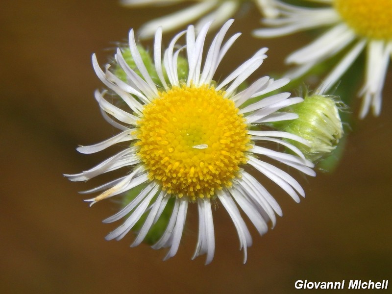 La vita in un fiore (Erigeron annuus)